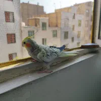 عروس هلندی