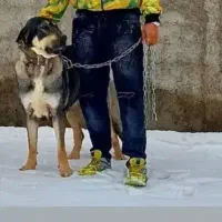 پژدرر