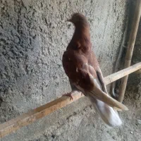 جوجه غریب گیر