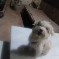 لوسی اسمشه