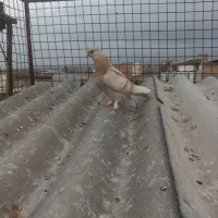 جوجه سار کاکل