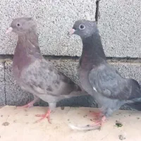 کبوتر جوجه