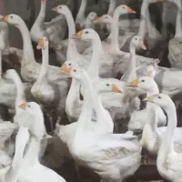 قوغاز چینی گردن ماری اصیل