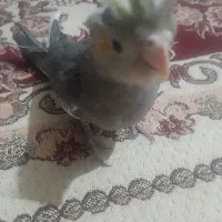 جوجه عروس هلندی سرحال