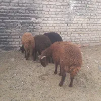 دوعدد بره پرواری درجه یک