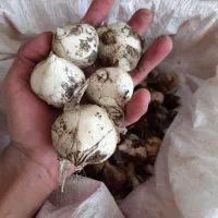 موسیر کوهی