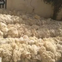 انواع پشم رنگی و سفید تازه