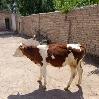 گوساله سیمینتال