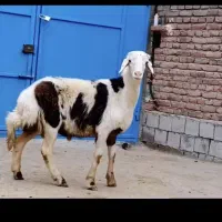 قدیمی ترین دامداری  در اسلامشهر