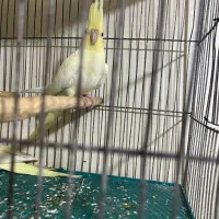 ۳ عدد عروس هلندی ۴ ماهه