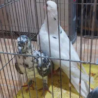 یک جفت کبوتر