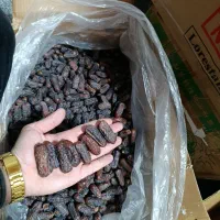 خرما|عمدهفروشی|کنگاور, |دیوار
