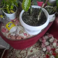 میز عسلی|مبلمان خانگی و میز عسلی|فومن, |دیوار