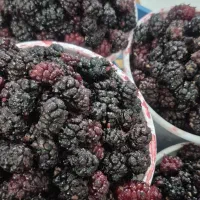 شاتوت