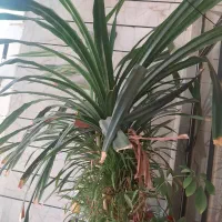 پاندانوس دو متری
