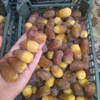 فروش رطب