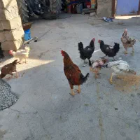 مرغ و خروس لاری و محلی