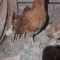 مرغ محلی با جوجه هاش