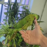 جوجه ملنگو 3ماه نر
