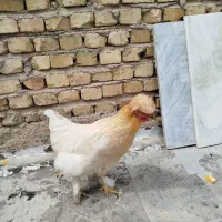 یک عدد مرغ