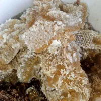 عسل طبیعی بلوط