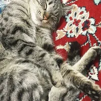 گربه|گربه|سربیشه, |دیوار