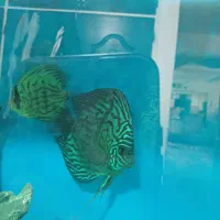 دیسکس.مولدگریددار