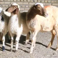 میش دوقلو خیلی درشت
