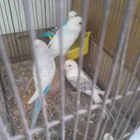 فروش دو جفت مرغ عشق