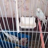 مرغ عشق جفت مولد باسه تاجوجه