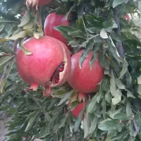 باغ انار