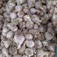 فروش سیر محلی