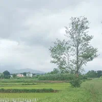 شالیزار-مکانیزه-سند-تک-برگ-جاده-ماشین-رو