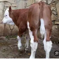 فروش گوساله