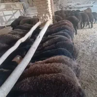 تعداد ۶۰ رس بره نر وماده افشاری