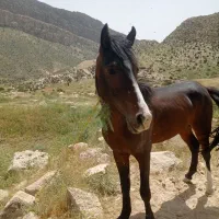 سلام دورود یک عدد اسب نریان به فروش میرسد