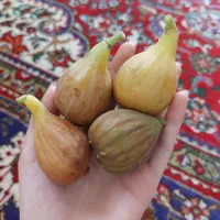 انجیر درجه یک