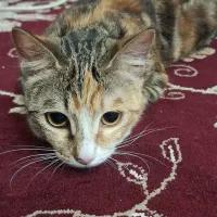 واگذاری رایگان گربه ماده