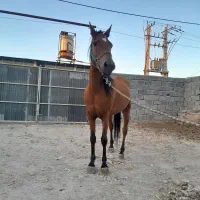 اسب|اسب و تجهیزات اسب‌سواری|اسکو, |دیوار