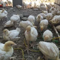 بوغلمون بیوتی 6ذرین جوجه