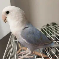 کوتوله اوپال آبی