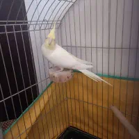 عروس هلندی ماده