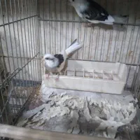 قناری|پرنده|اسلام‌شهر, شهرک سالور|دیوار