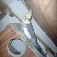 عروس هلندی جفت با تخم