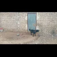 جفت توله ۸ ماهه قدرجونی