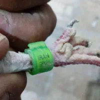 کفتر|پرنده|قم, شهرک فاطمیه|دیوار