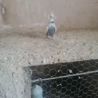 کبوتر پرشی رنگی