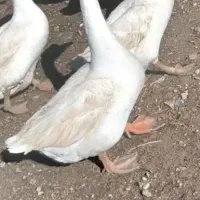 فروش و خرید غاز و قوغاز