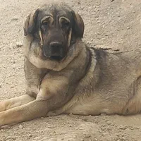 واگزاری نر ولاس پژدر درشت گله ای