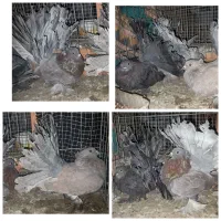 کبوتر چتری آمریکایی دم چتری زینتی دمچتری